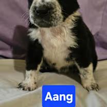 Aang