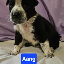 Aang