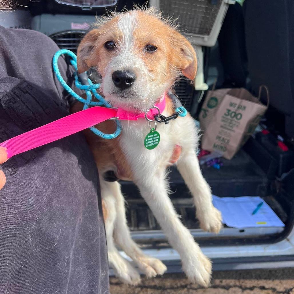 Gabby, a Adoptable mixed breed in St. Charles, IL image 1/6