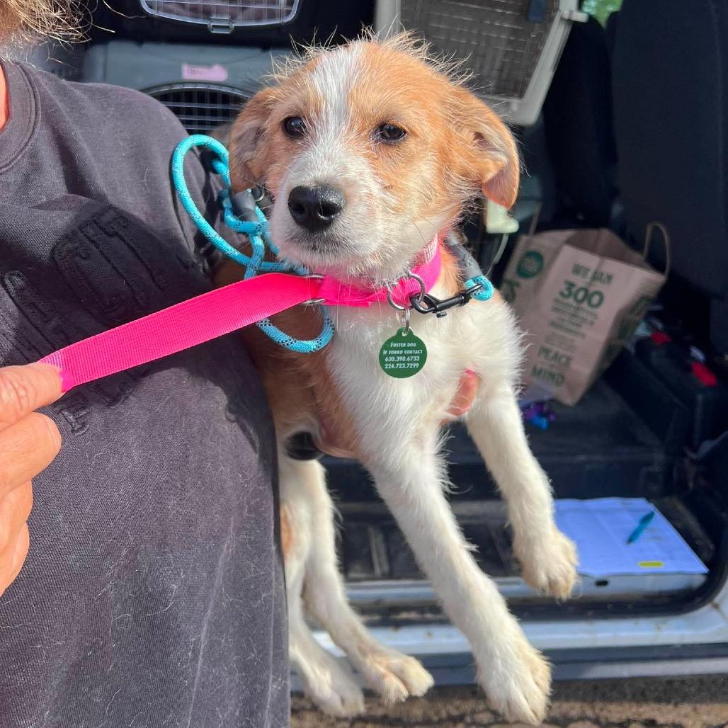 Gabby, a Adoptable mixed breed in St. Charles, IL image 2/6