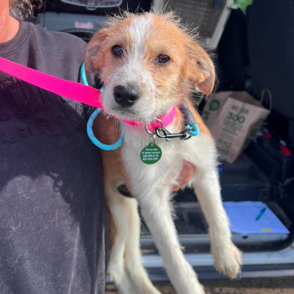 Gabby, a Adoptable mixed breed in St. Charles, IL image 3/6