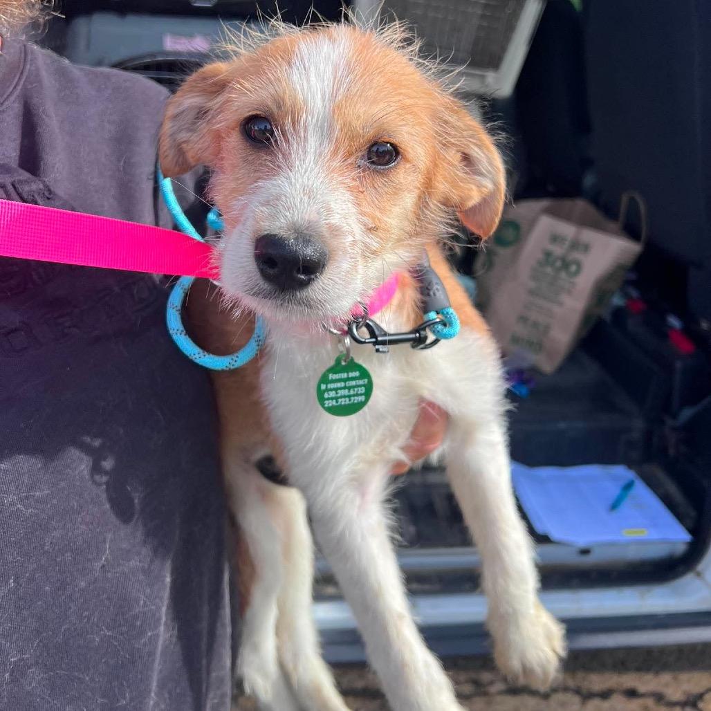 Gabby, a Adoptable mixed breed in St. Charles, IL image 4/6