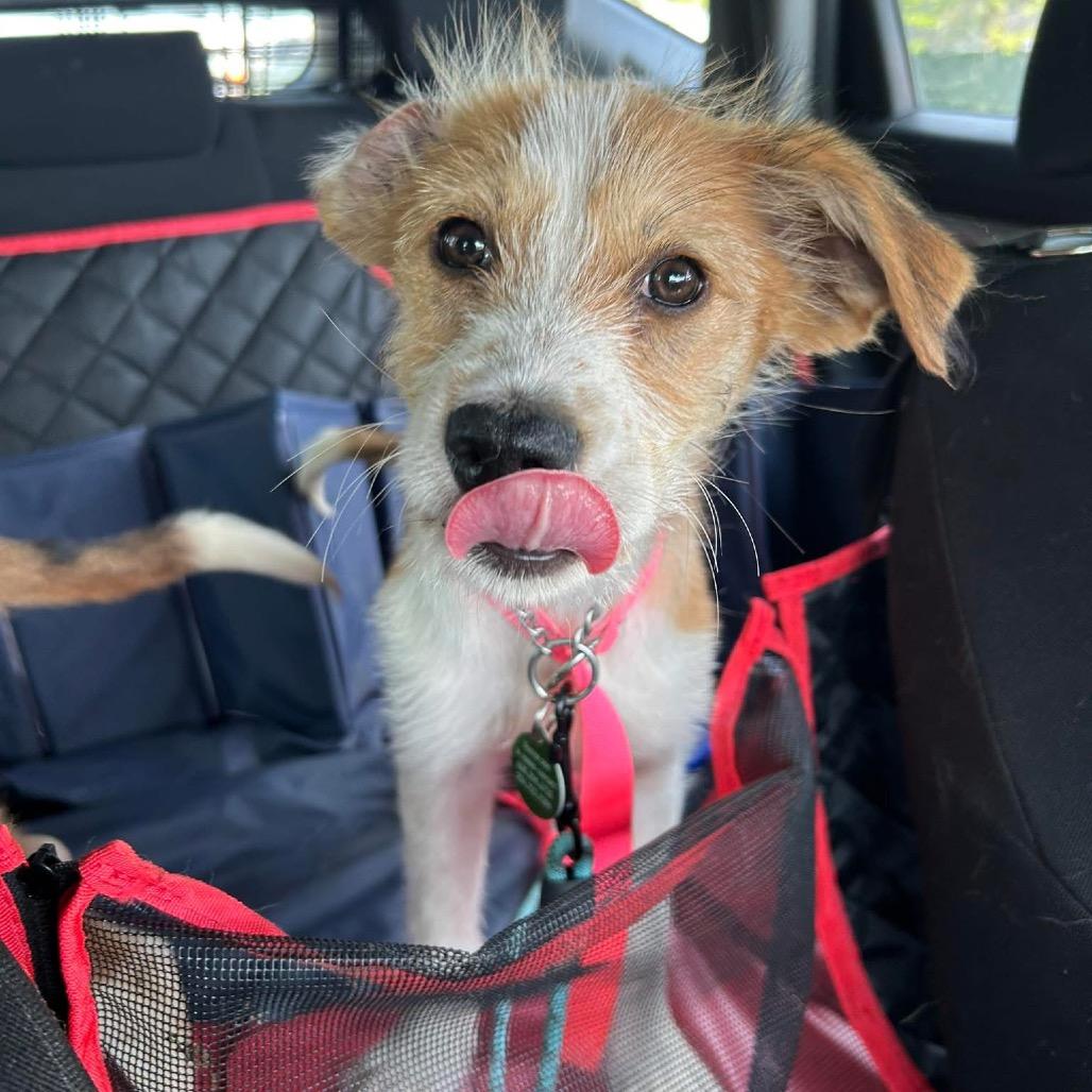 Gabby, a Adoptable mixed breed in St. Charles, IL image 5/6