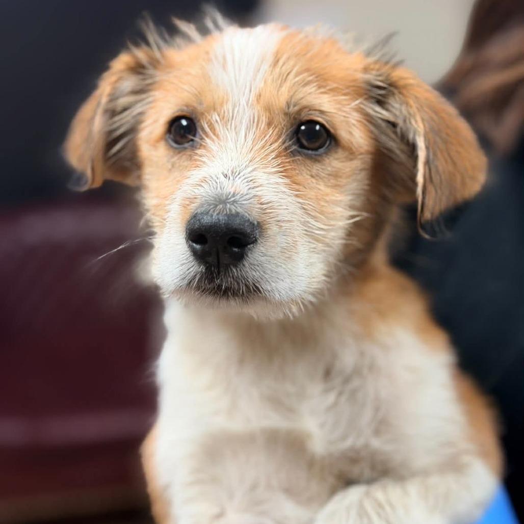 Gabby, a Adoptable mixed breed in St. Charles, IL image 6/6