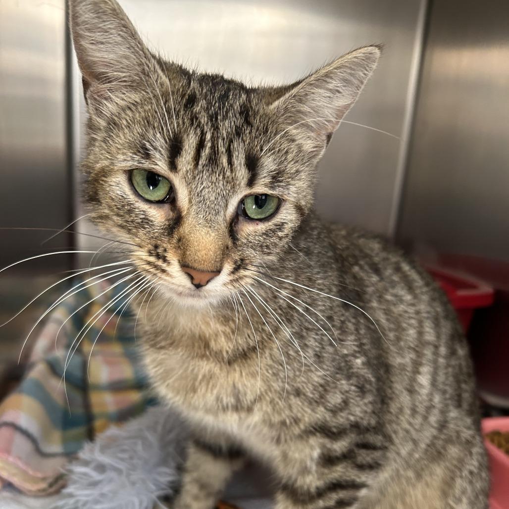 Elvira, Adoptable, Young Female Domestic Short Hair.