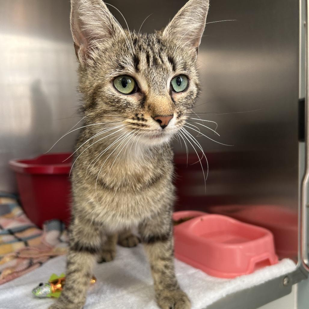 Enlarge Elvira, a Adoptable Domestic Short Hair in Harrisville, WV image 2/2