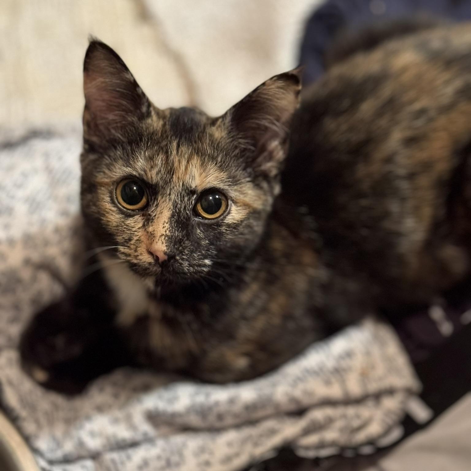 Winnie, Adoptable, Young Female Domestic Short Hair.