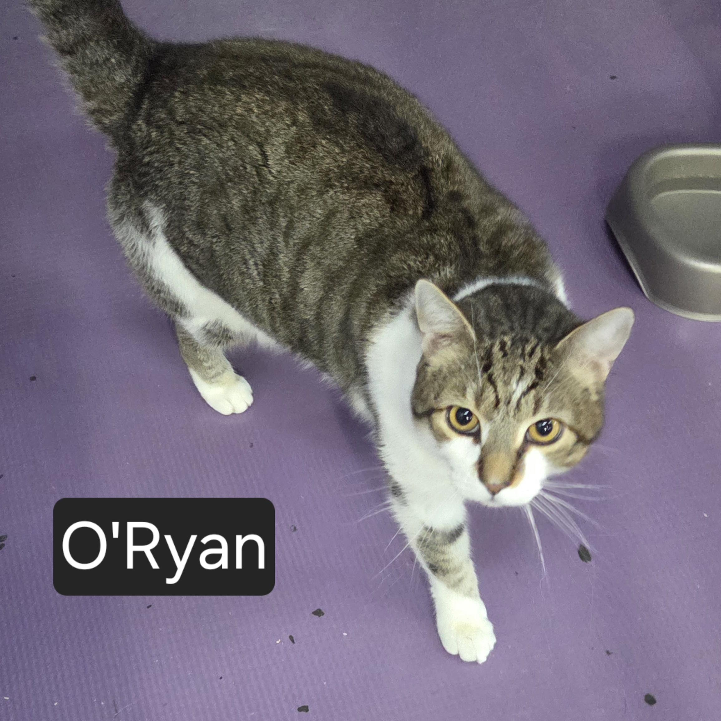 Enlarge O'Ryan, a ADOPTABLE Domestic Short Hair in SNOW HILL, NC image 2/2