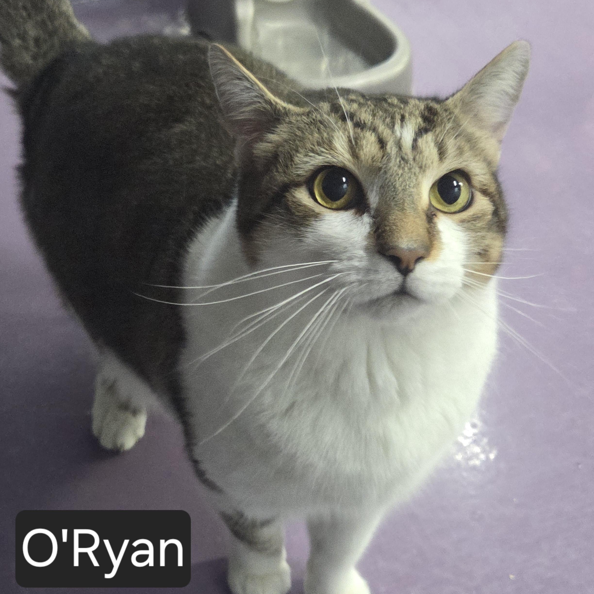 O'Ryan, ADOPTABLE, Adult Male Domestic Short Hair.
