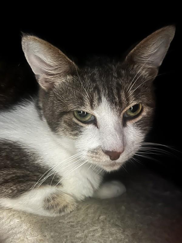 Aardvark, Adoptable, Young Male Domestic Short Hair.