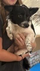 Larry, Adoptable, Young Male Papillon.