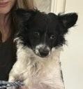 Larry, a Adoptable mixed breed in Dawson, GA image 2/6