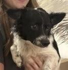 Larry, a Adoptable mixed breed in Dawson, GA image 6/6