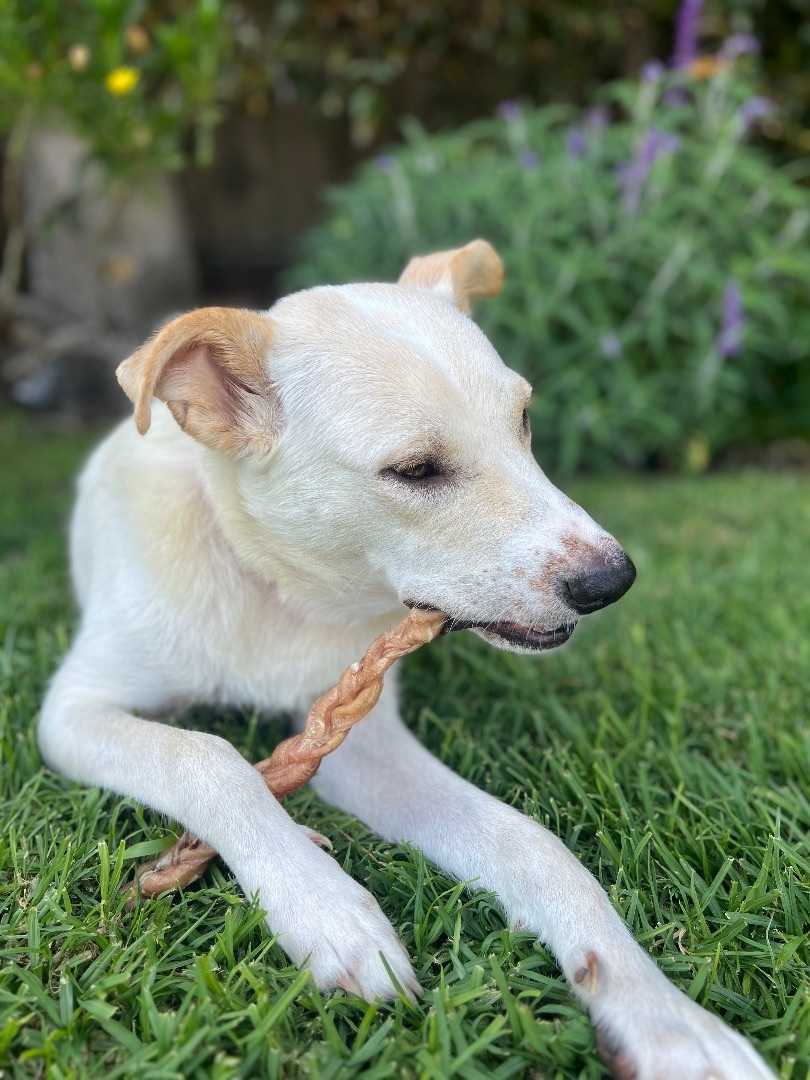 Dora, a Adopted Labrador Retriever in Burbank, CA image 1/10