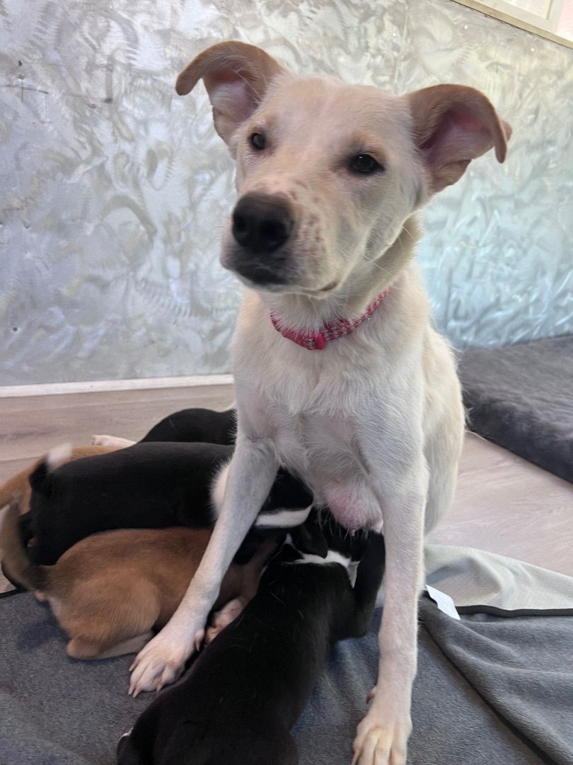 Dora, a Adopted Labrador Retriever in Burbank, CA image 3/10