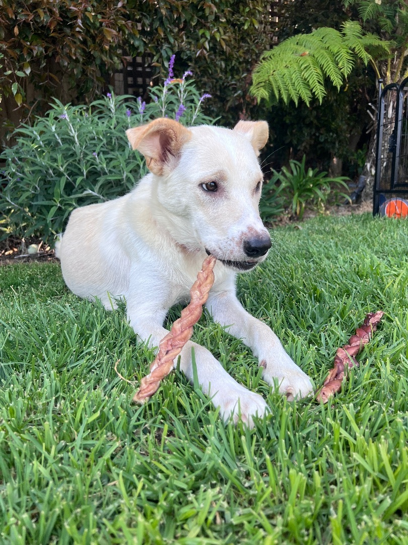 Dora, a Adopted Labrador Retriever in Burbank, CA image 4/10