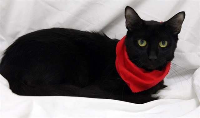 WAVE, Adoptable, Young Female Domestic Long Hair.