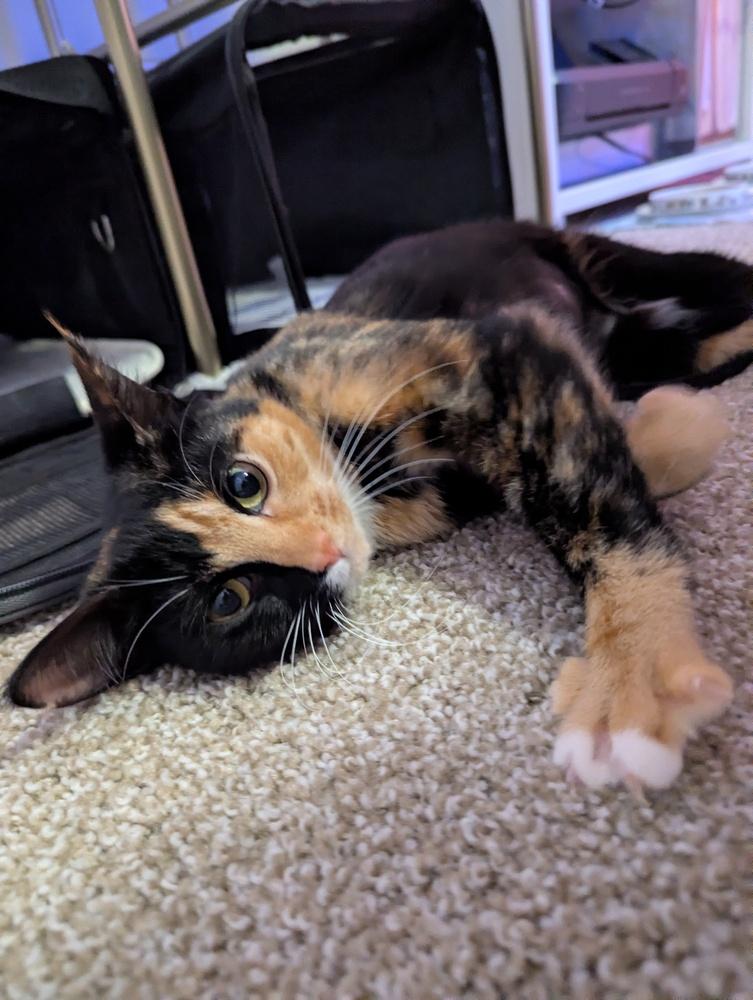 Miso, Adoptable, Kitten Female Calico.