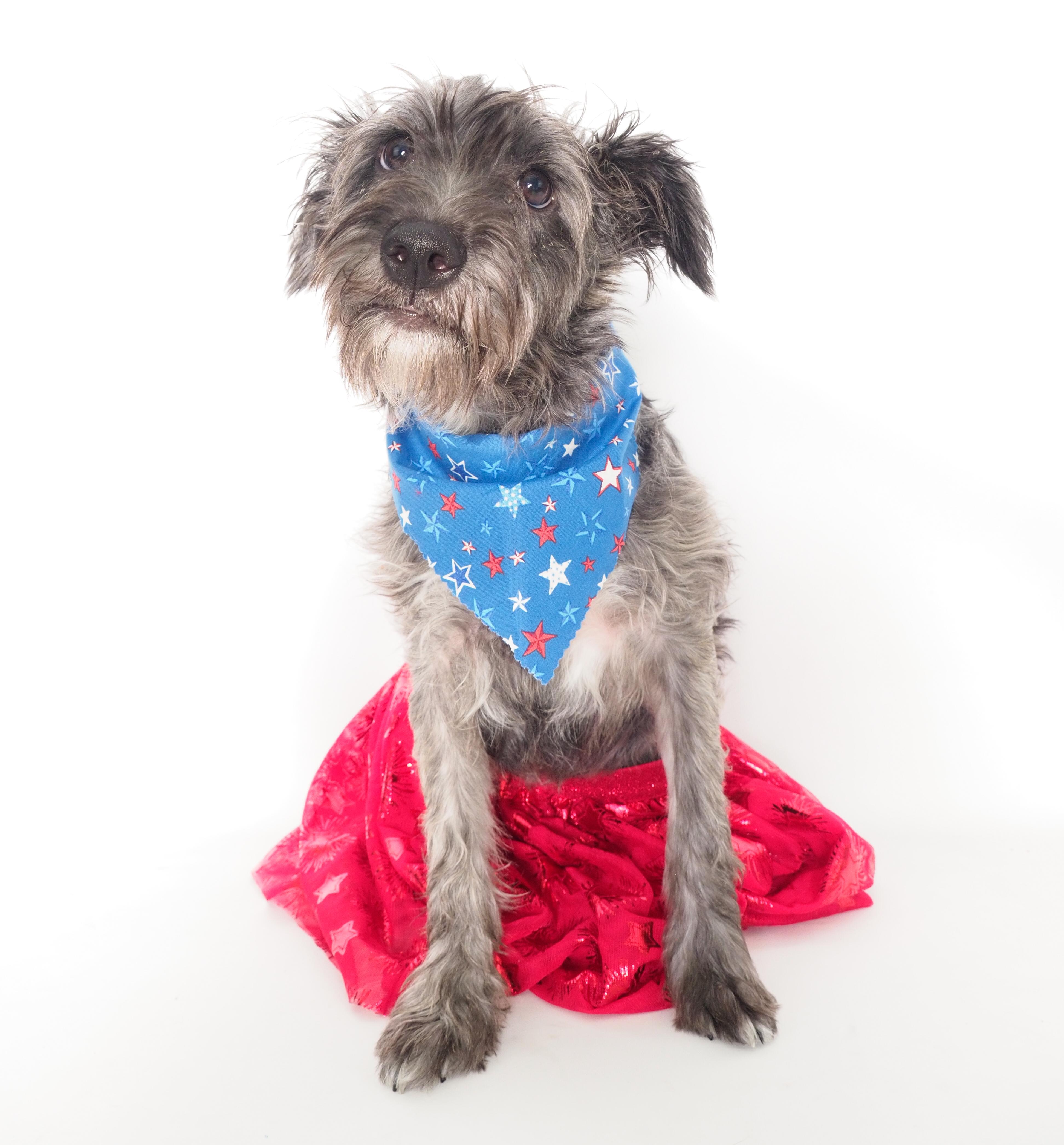 Enlarge Fiesta, an adopted mixed breed in PHOENIX, AZ image 6/6
