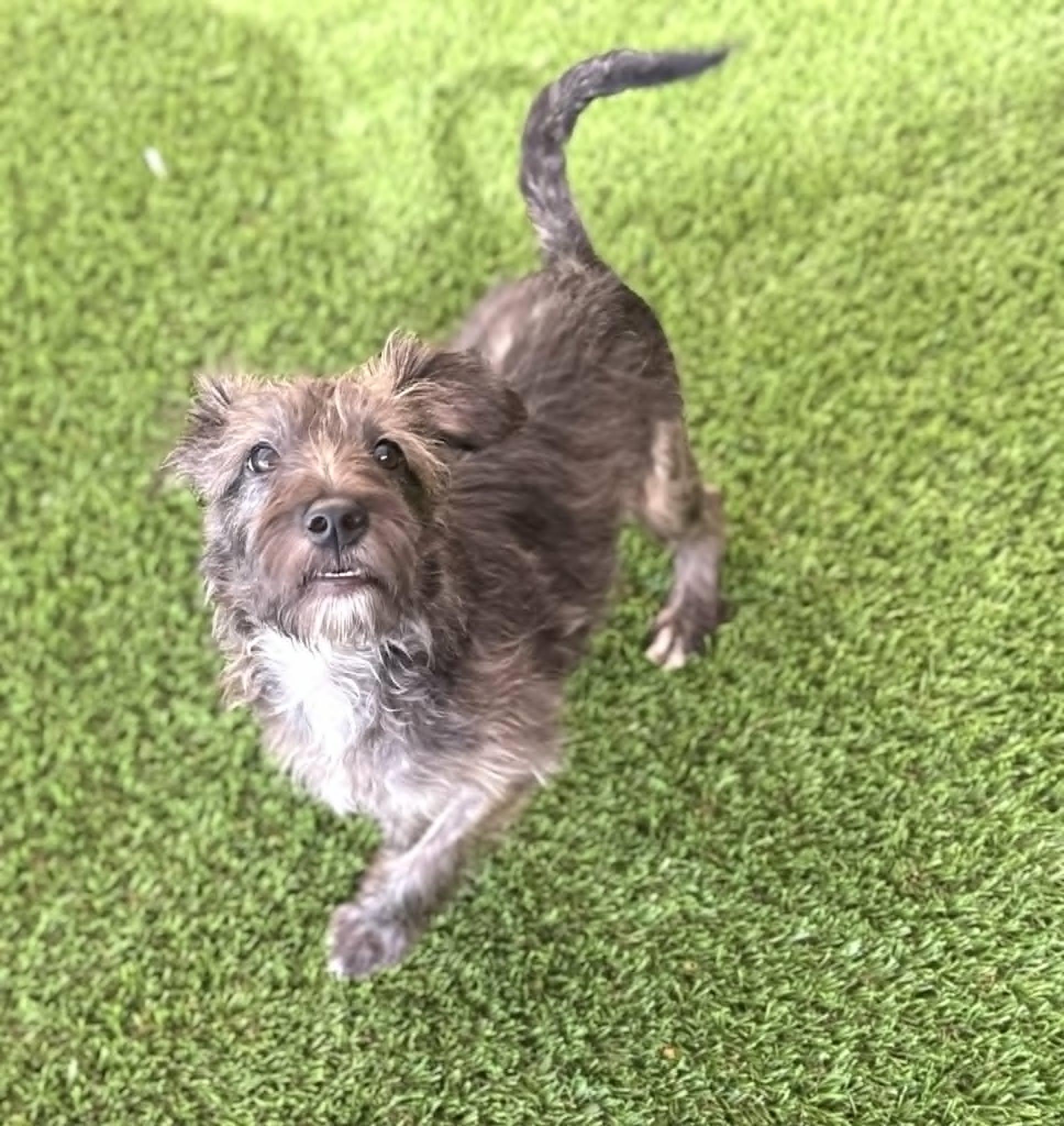 Fiesta, a Adoptable mixed breed in PHOENIX, AZ image 5/6