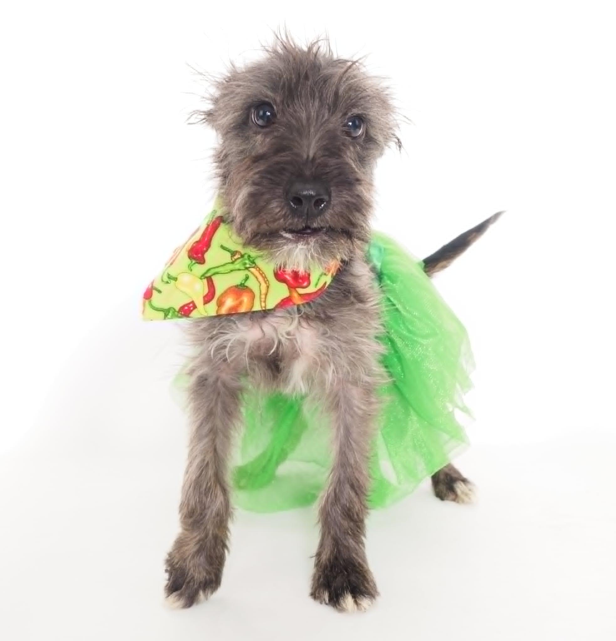 Fiesta, a Adoptable mixed breed in PHOENIX, AZ image 3/6