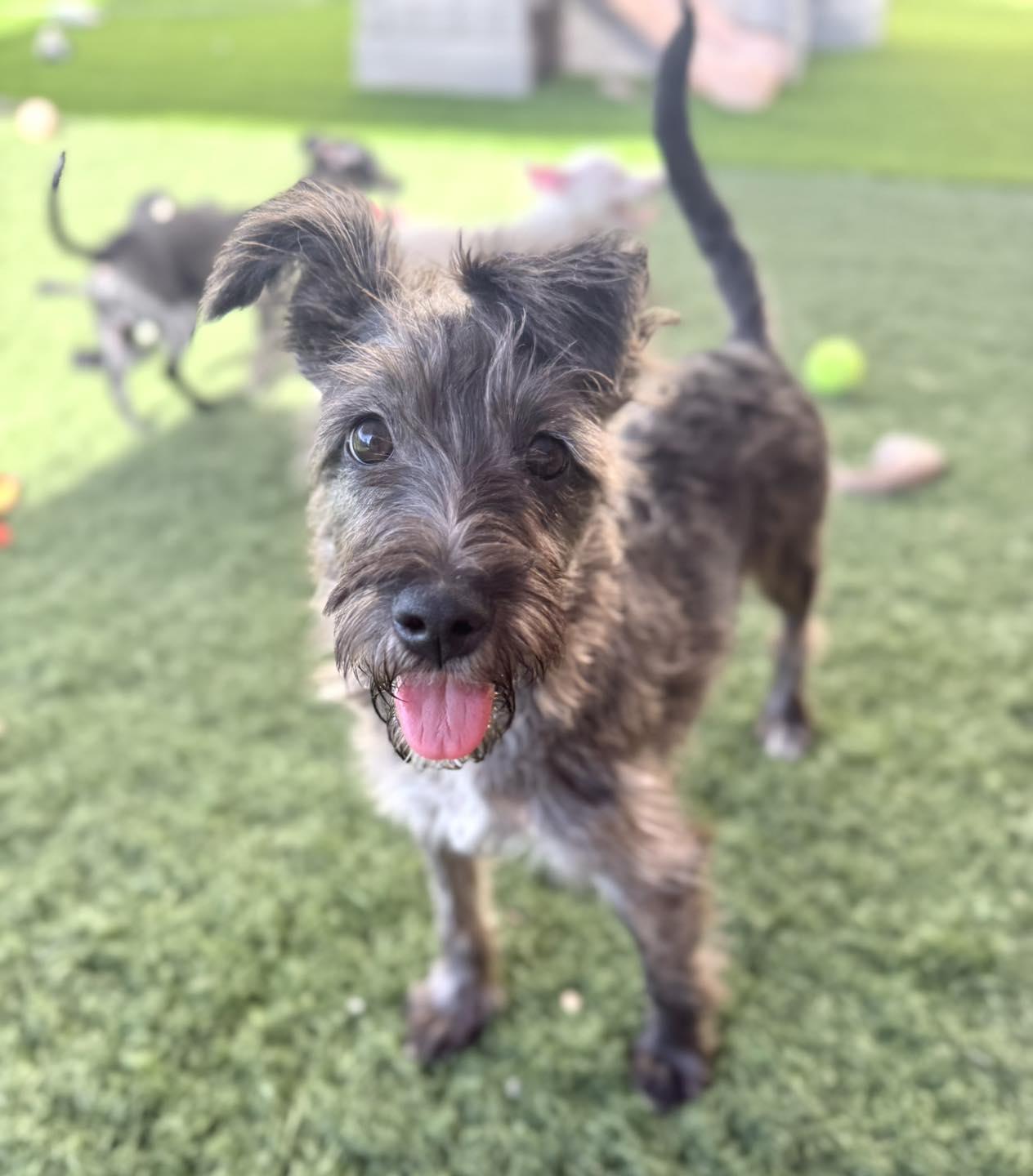 Fiesta, a Adoptable mixed breed in PHOENIX, AZ image 2/6