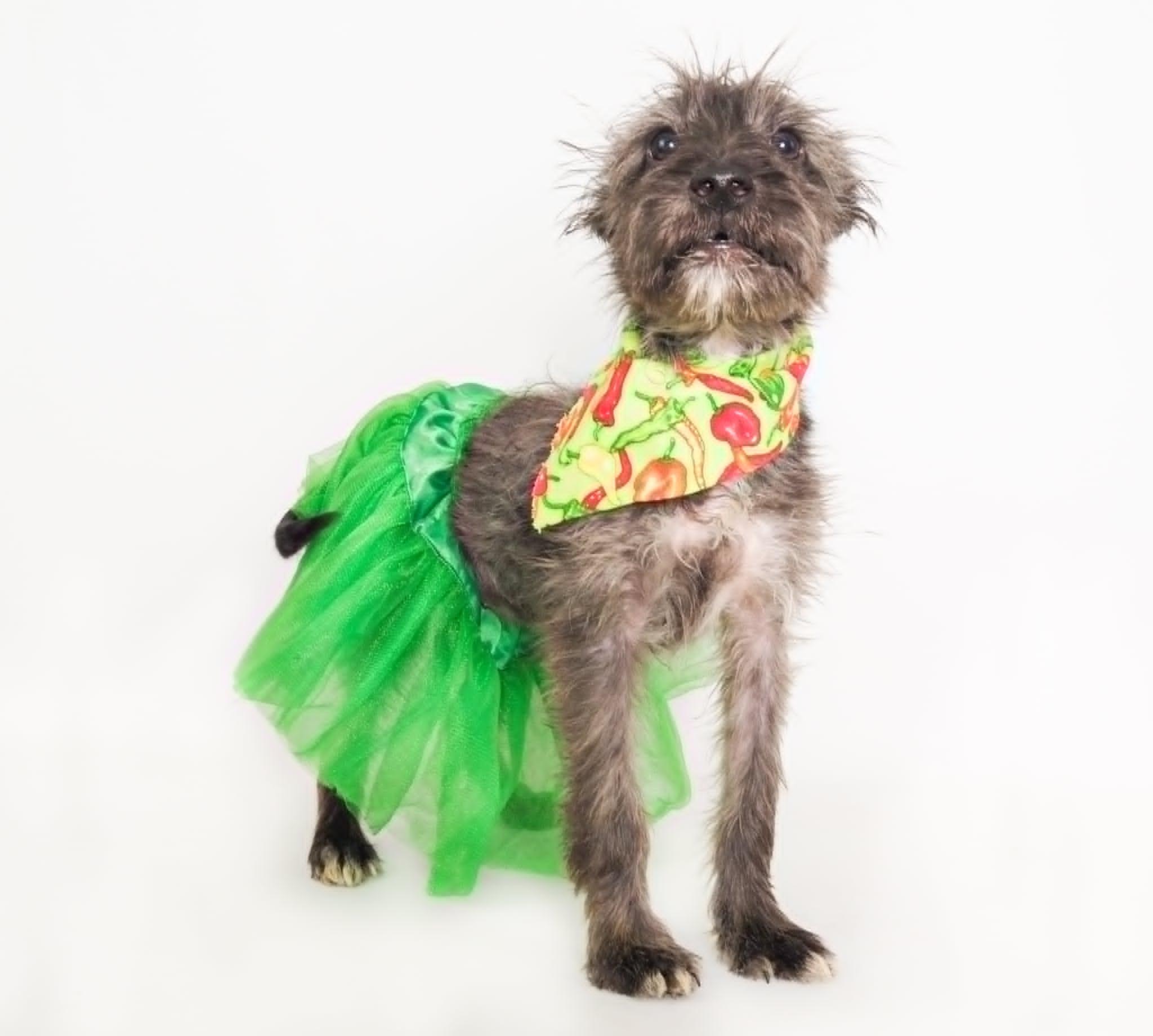 Fiesta, a Adoptable mixed breed in PHOENIX, AZ image 5/6