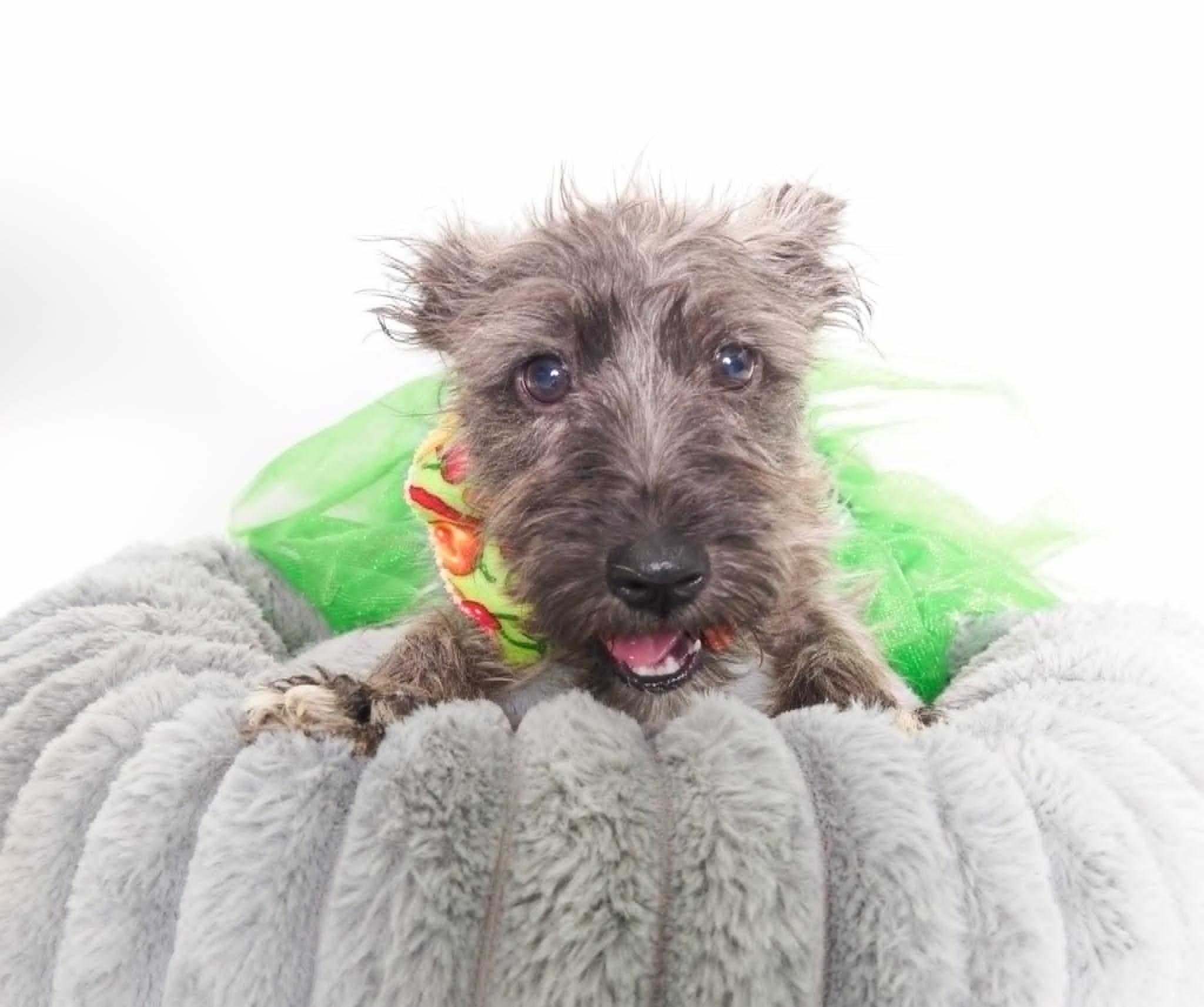 Fiesta, a Adoptable mixed breed in PHOENIX, AZ image 6/6