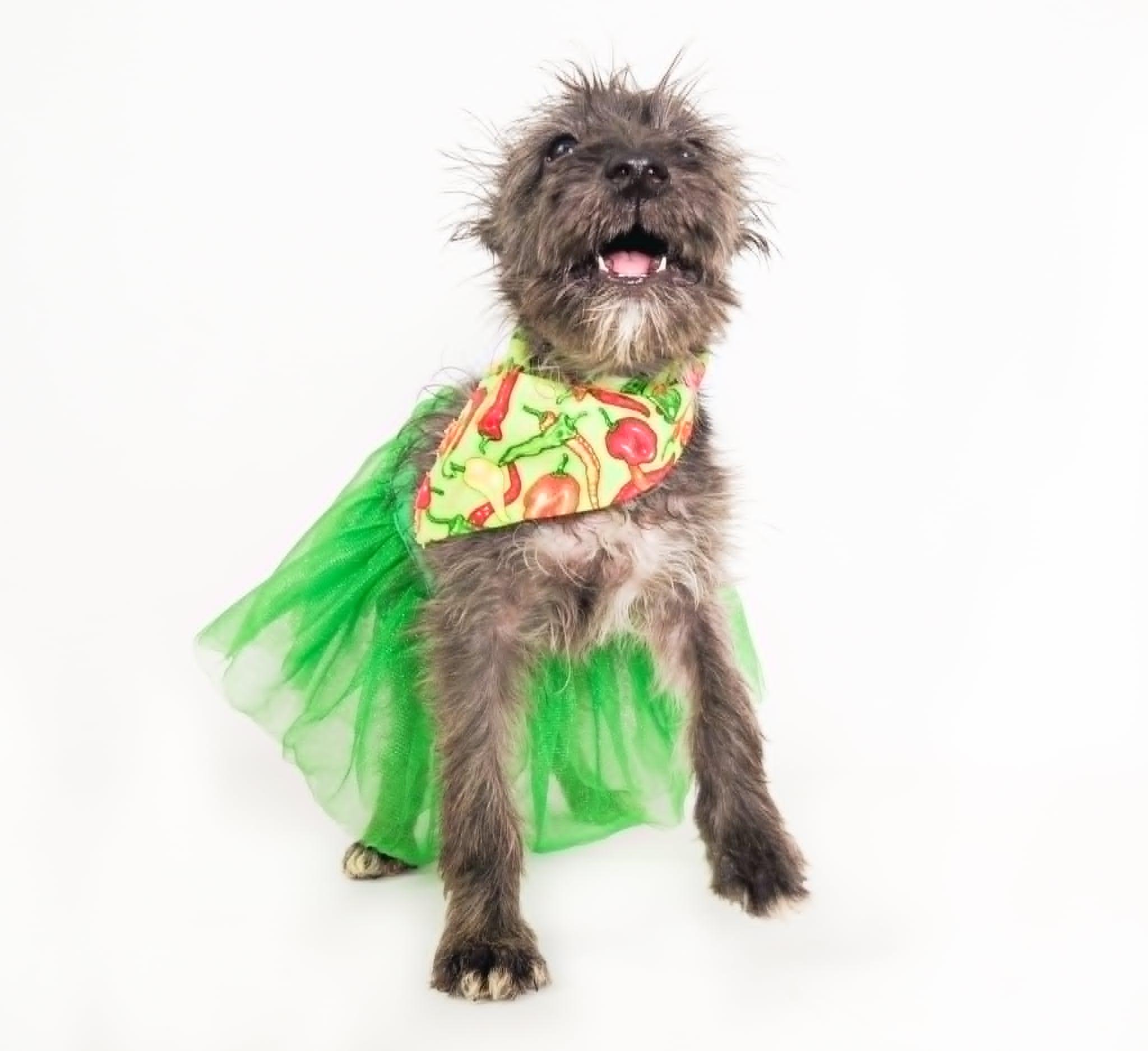 Fiesta, Adoptable, Puppy Female Terrier.