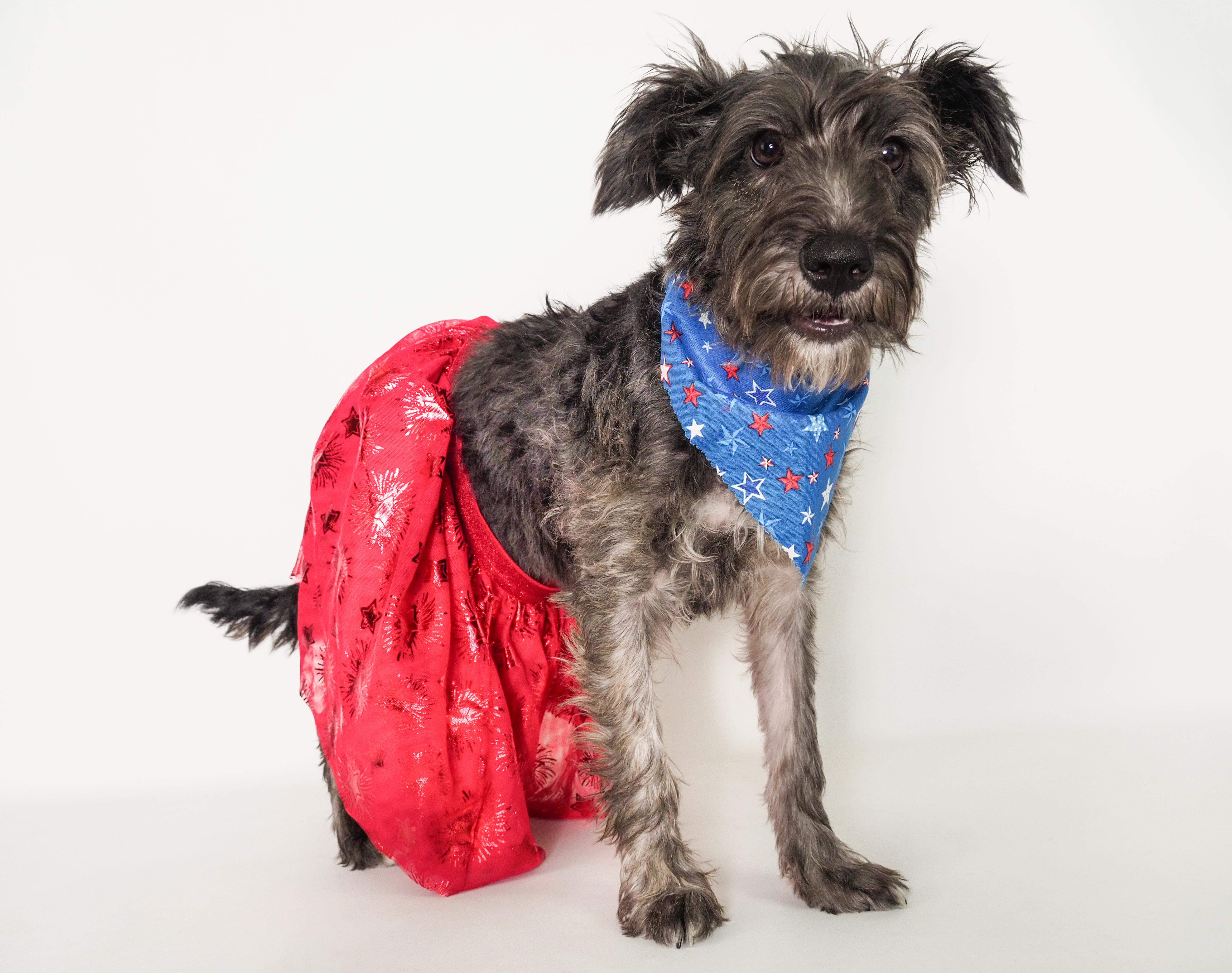 Enlarge Fiesta, an adopted mixed breed in PHOENIX, AZ image 1/6