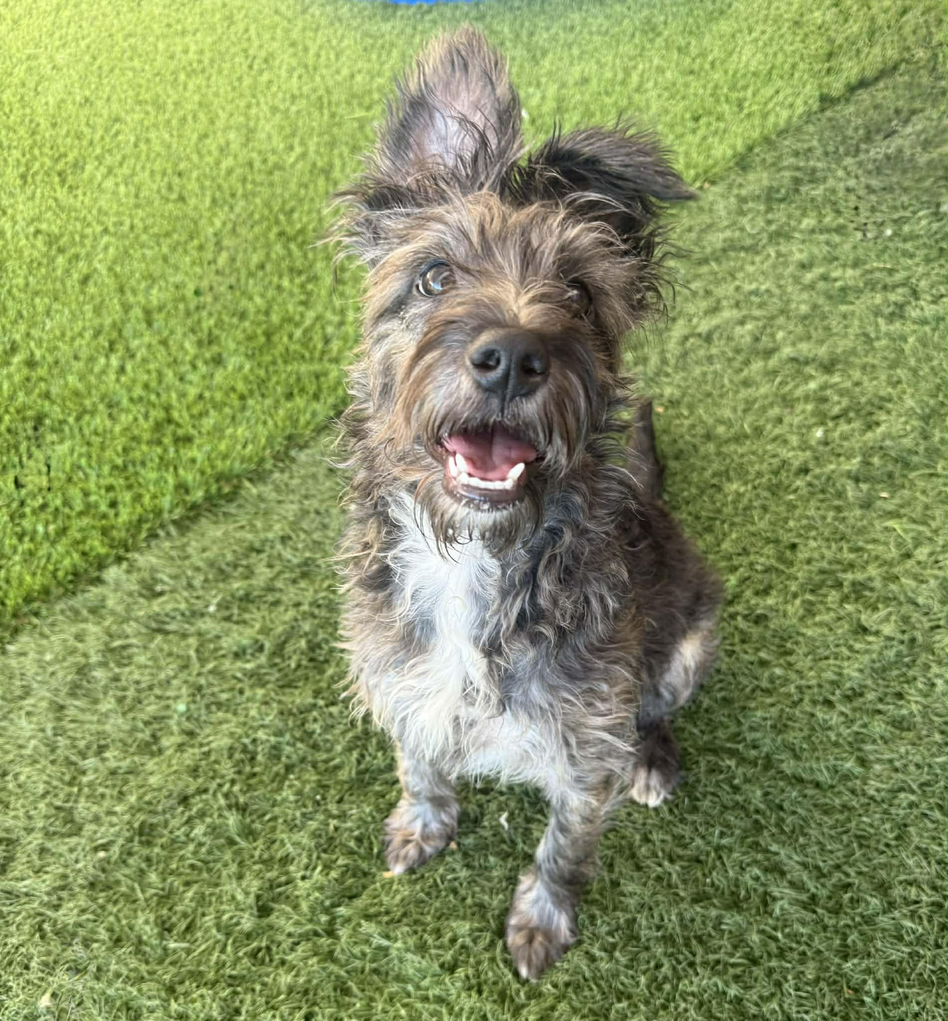 Enlarge Fiesta, an adopted mixed breed in PHOENIX, AZ image 4/6