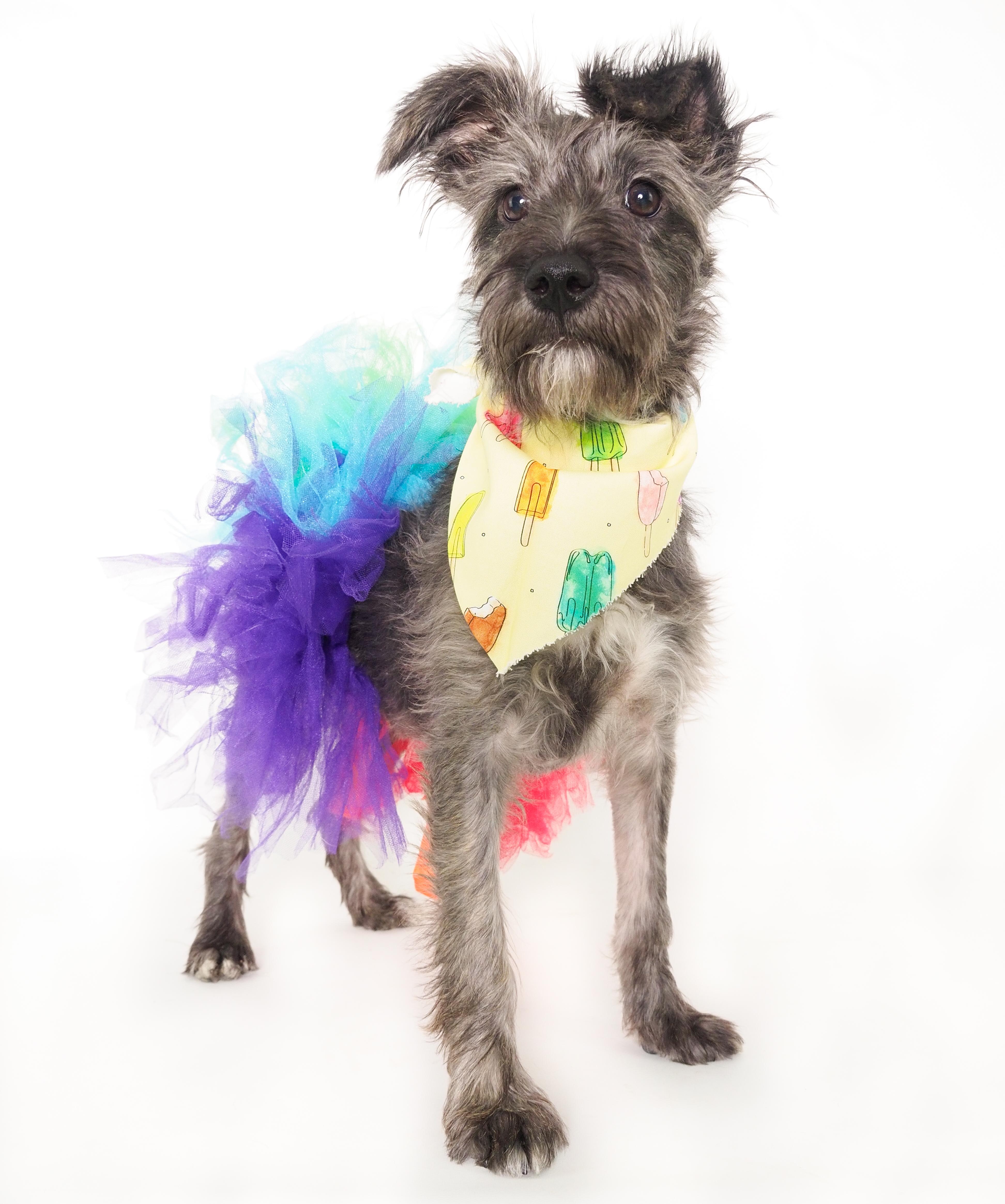 Fiesta, a Adoptable mixed breed in PHOENIX, AZ image 1/6