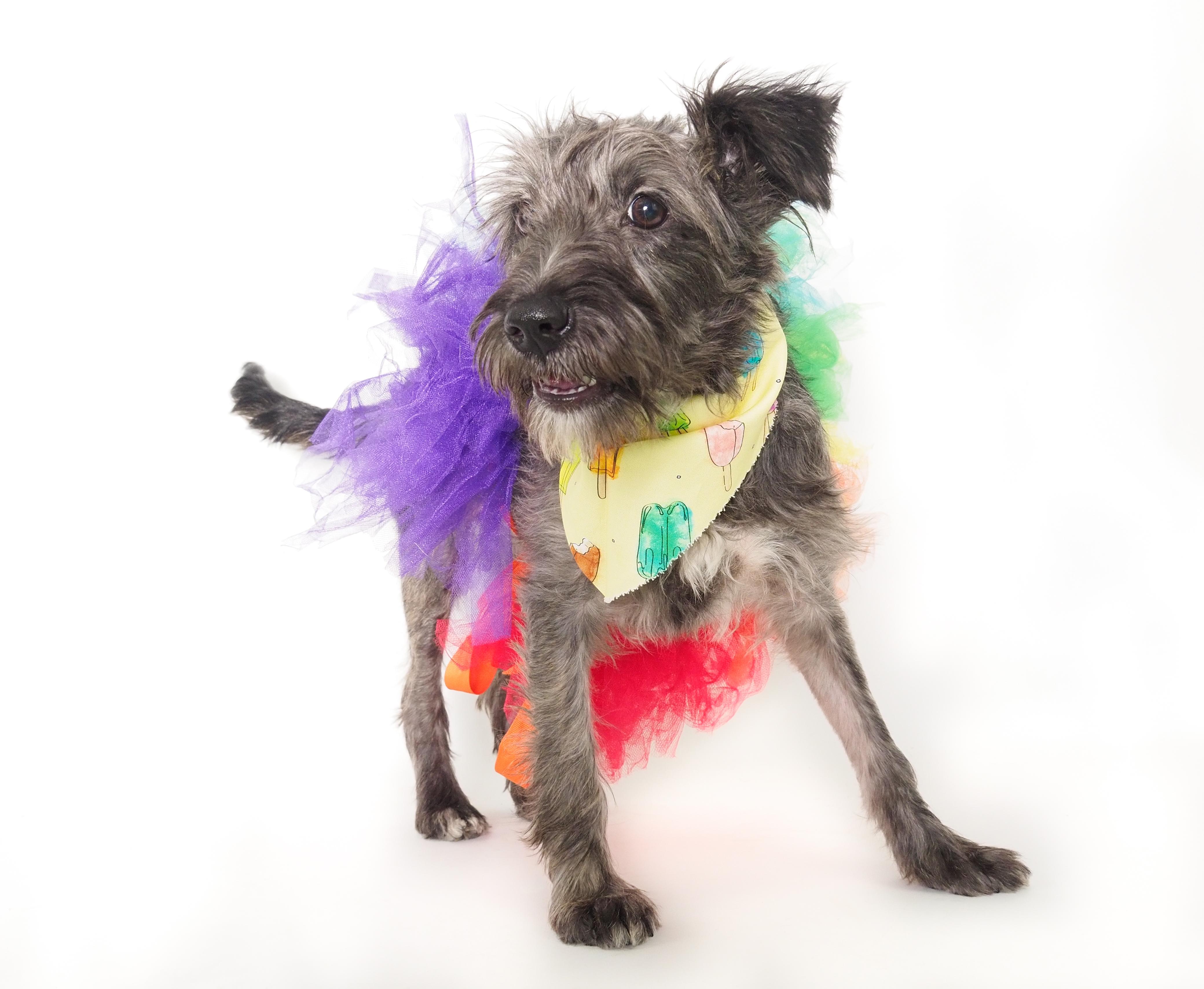 Fiesta, a Adoptable mixed breed in PHOENIX, AZ image 4/6