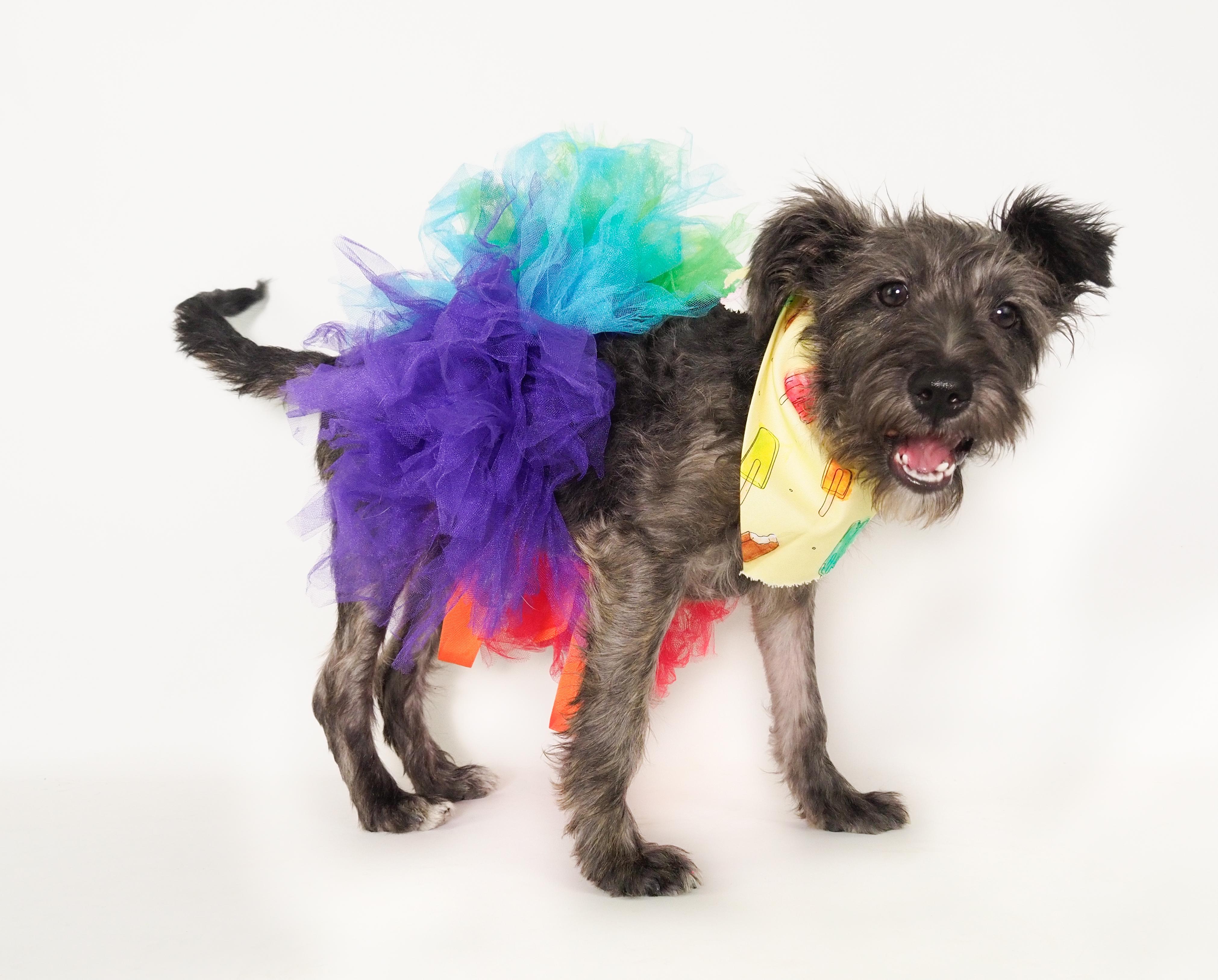 Fiesta, a Adoptable mixed breed in PHOENIX, AZ image 6/6