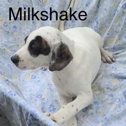Enlarge Milkshake, a Adoptable mixed breed in Albany, NY image 2/2