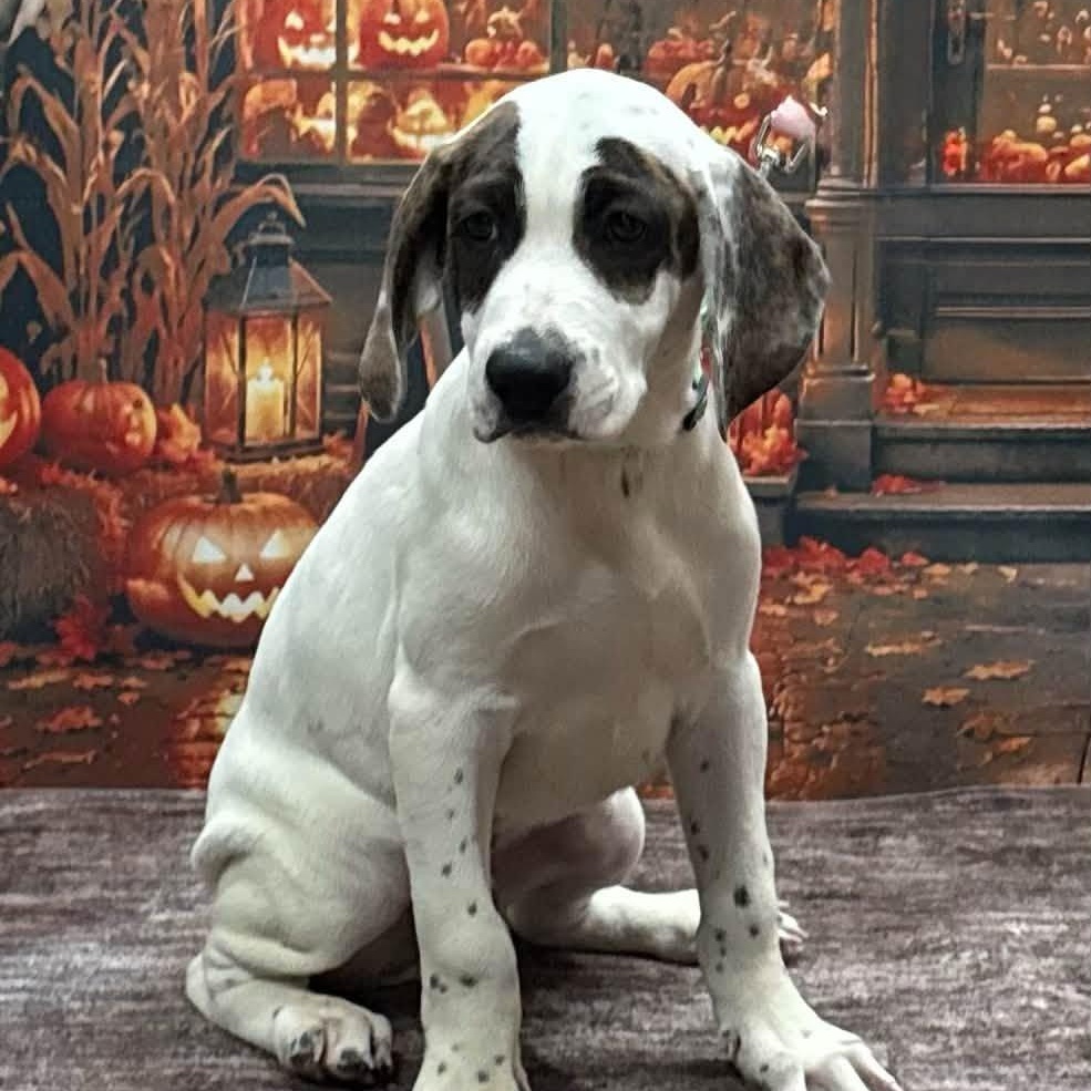 Milkshake, Adoptable, Puppy Male Plott Hound.