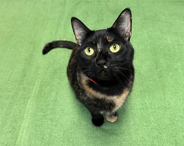 Enlarge WENDY, a Adoptable Domestic Short Hair in Fort Lauderdale, FL image 1/1