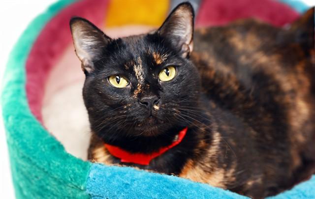 Enlarge WENDY, a Adoptable Domestic Short Hair in Fort Lauderdale, FL image 1/1