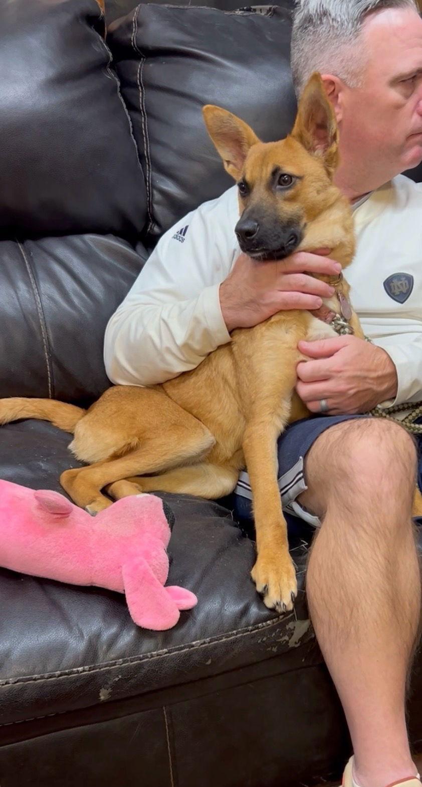 Enlarge Esme, a Adoptable mixed breed in Mount Laurel, NJ image 1/3