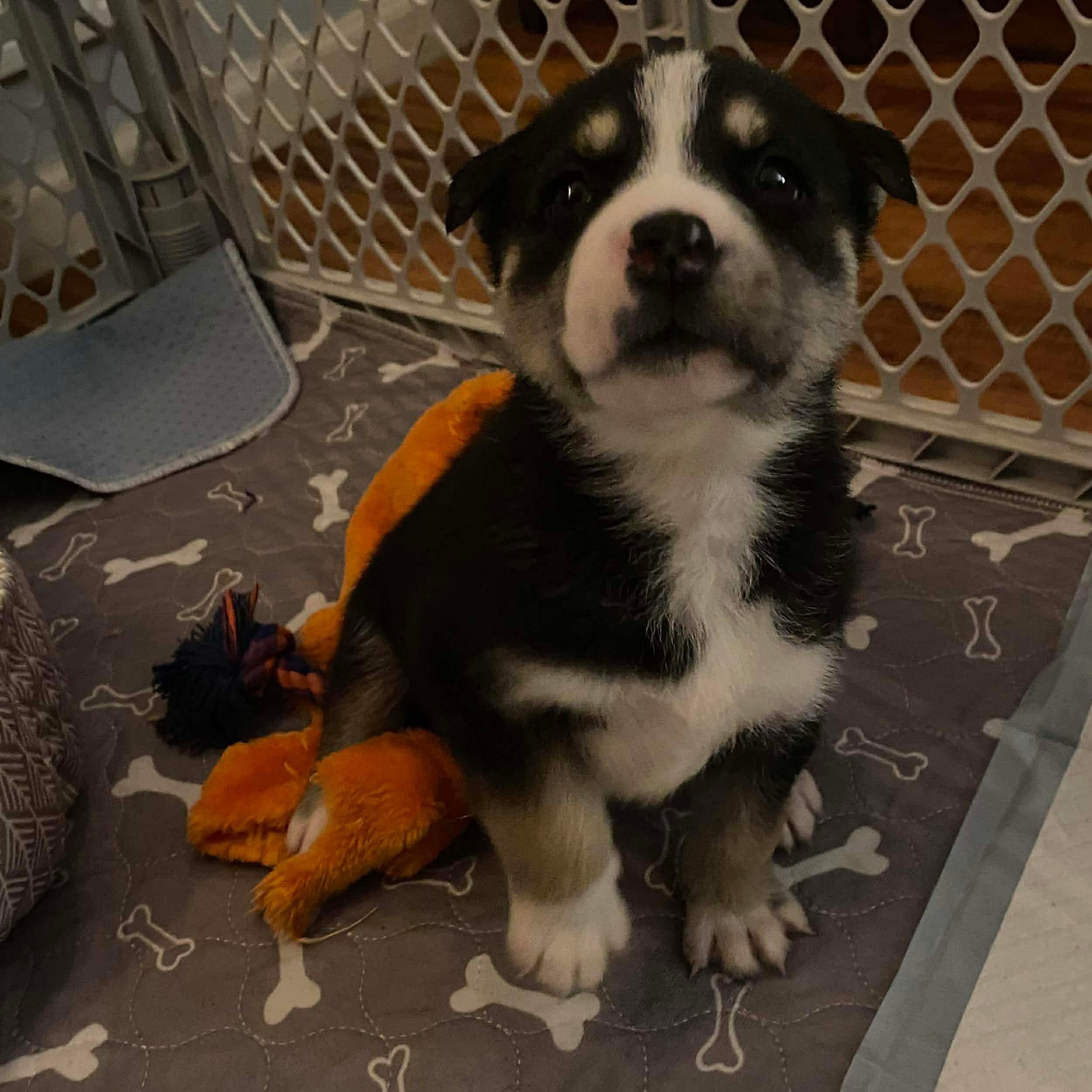 Enlarge Acorn, a ADOPTABLE mixed breed in Rochester, NY image 5/6