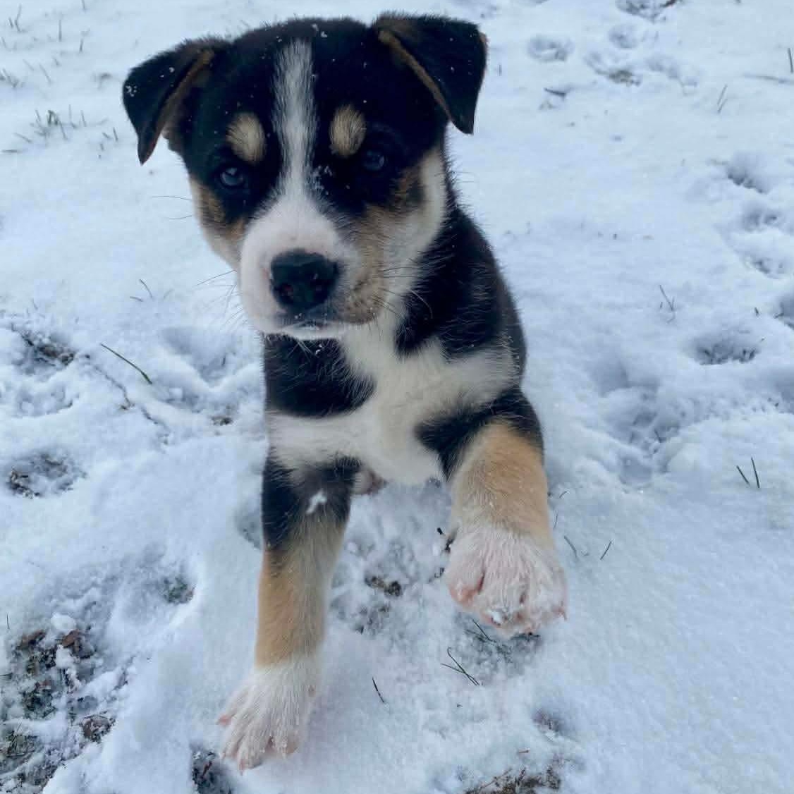 Enlarge Acorn, a ADOPTABLE mixed breed in Rochester, NY image 2/6