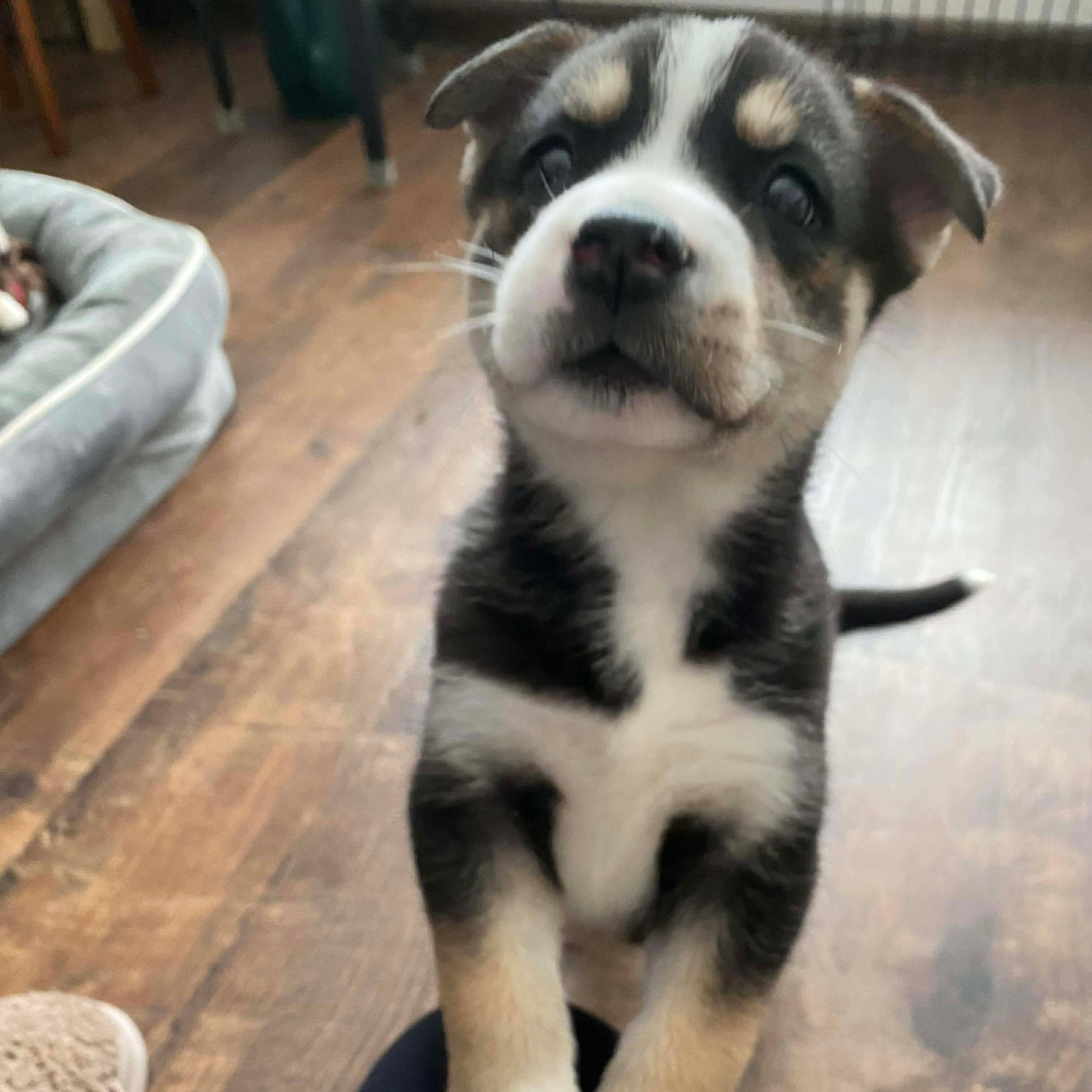 Enlarge Acorn, a ADOPTABLE mixed breed in Rochester, NY image 6/6