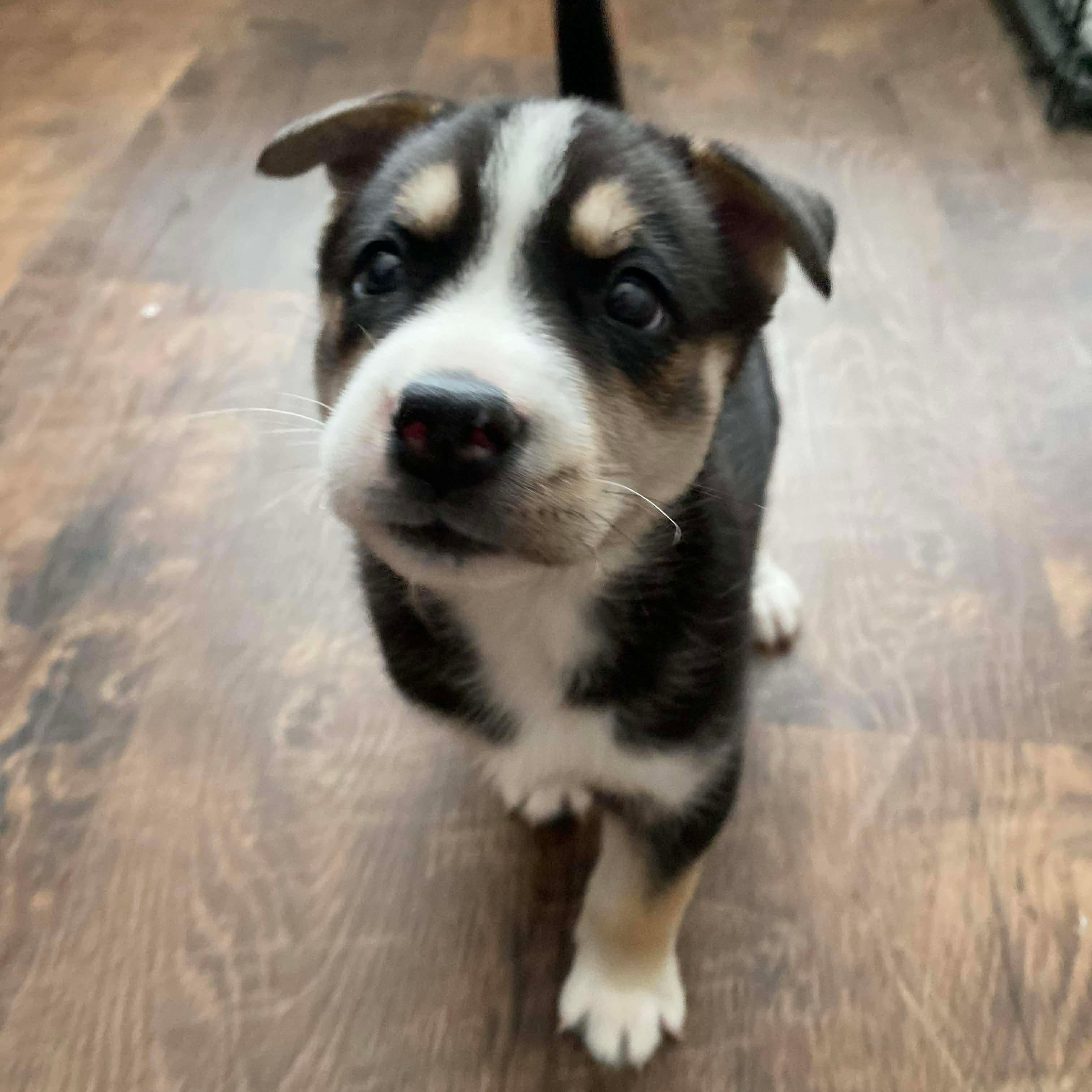 Enlarge Acorn, a ADOPTABLE mixed breed in Rochester, NY image 4/6