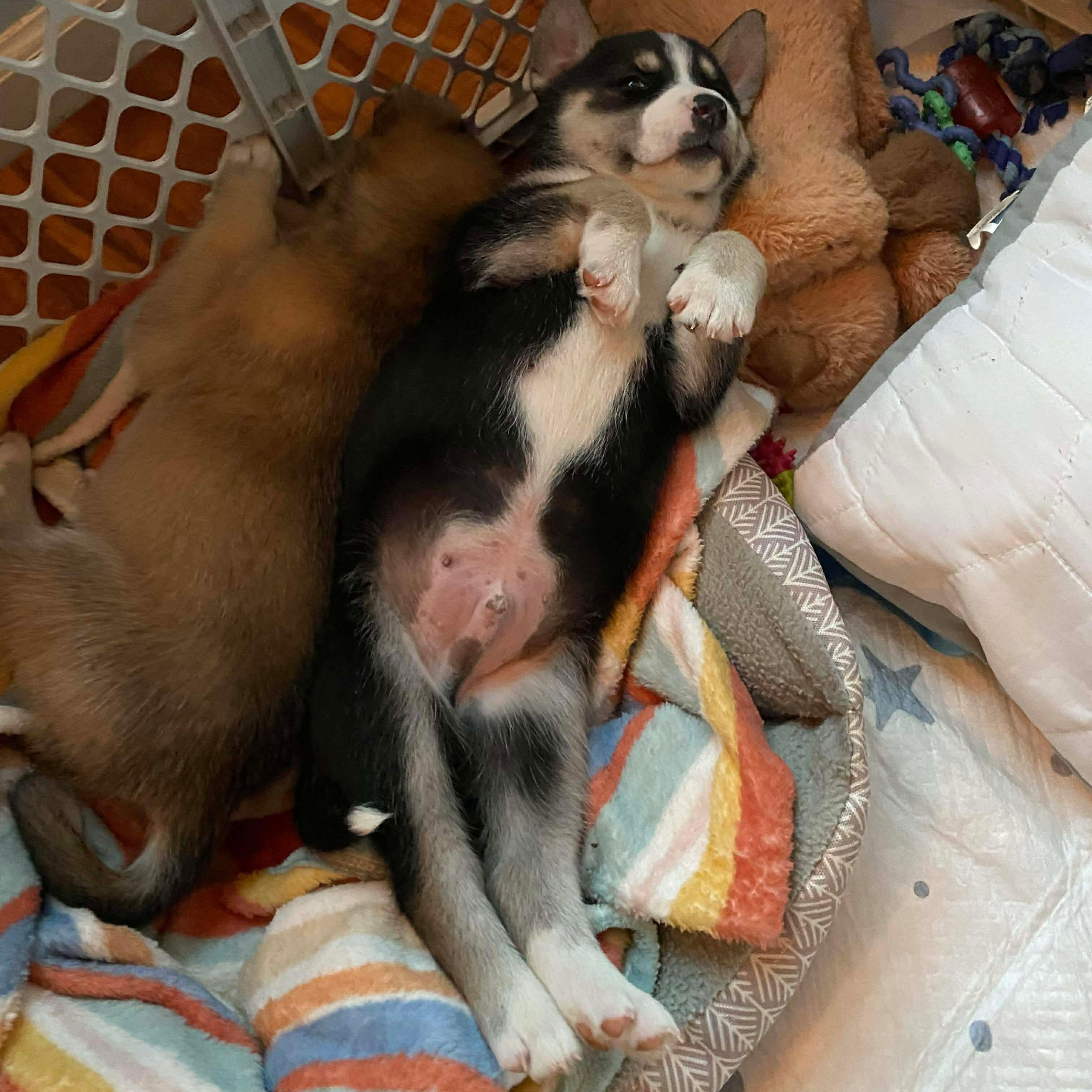 Enlarge Acorn, a ADOPTABLE mixed breed in Rochester, NY image 3/6