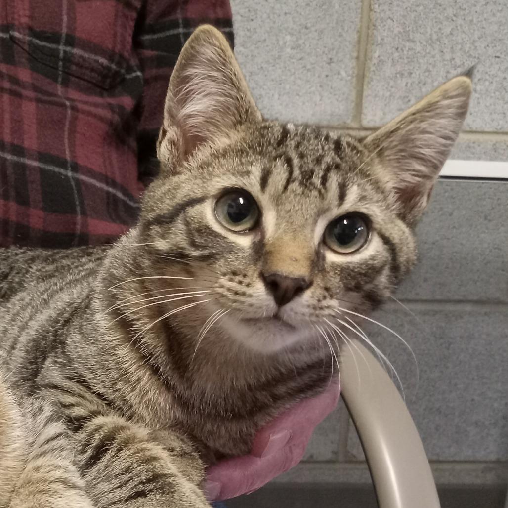 Tigger, Adoptable, Kitten Male Domestic Short Hair.