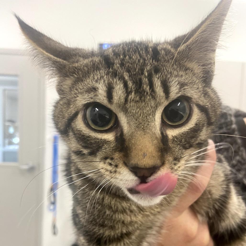 Tigger, Adoptable, Kitten Male Domestic Short Hair.