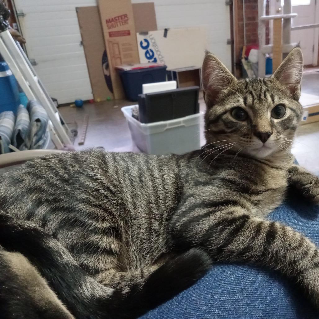 Enlarge Tigger, a Adoptable Domestic Short Hair in Winston Salem, NC image 2/3