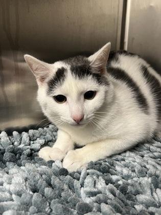 Enlarge Boon, a Adoptable Domestic Short Hair in Norfolk, VA image 1/1