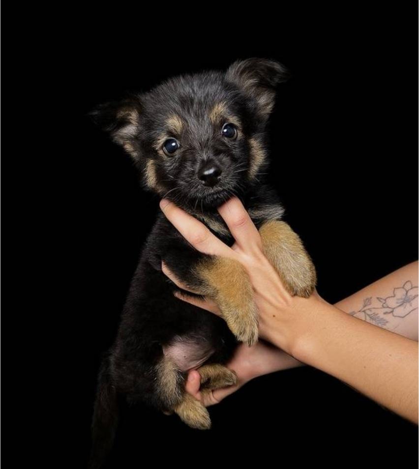 Koda