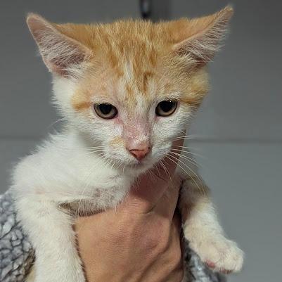 Walter, Adoptable, Kitten Male Domestic Short Hair.